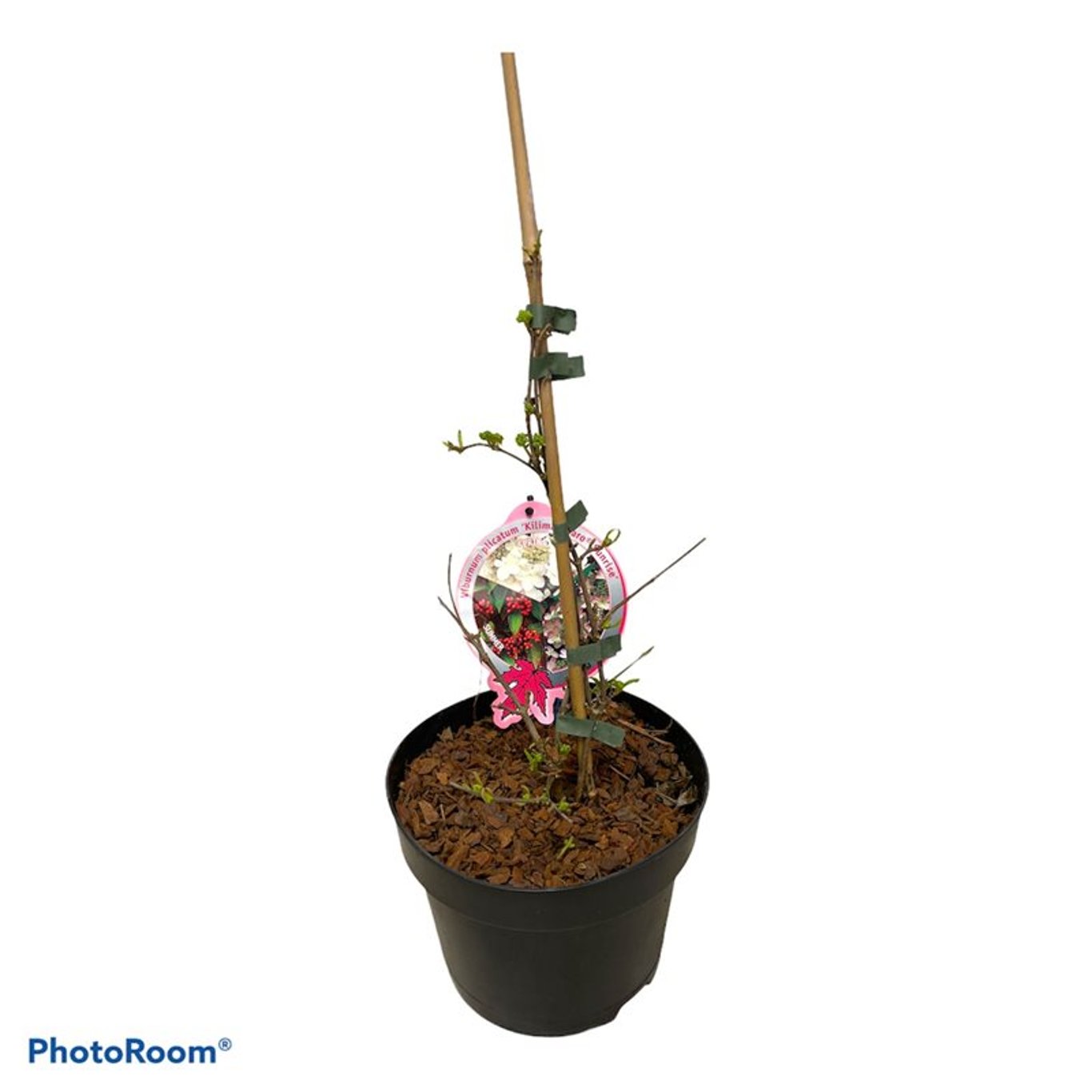 Japanskt olvon – Viburnum plicatum 'Kilimandjaro Sunrise'® - C3 40-50 CM